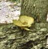 PICTURES/Cabot Trail - Coves, Forests, Trails and Falls/t_Lone Shieling Shrooms15.jpg